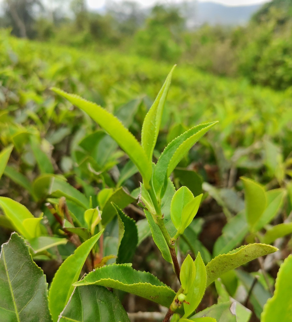 tea garden